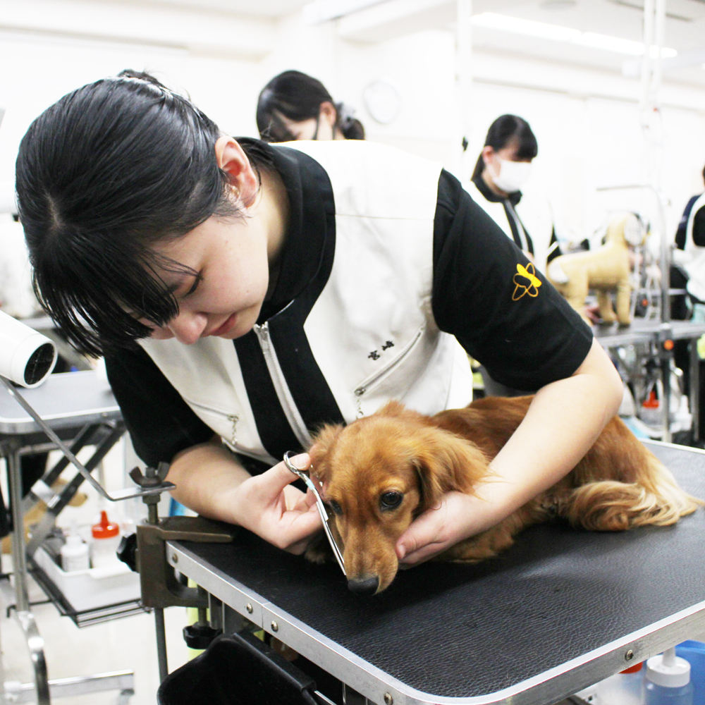 ☆１年生のトリミング実習☆